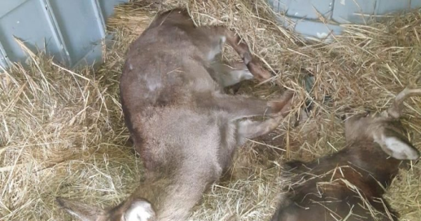 “Qırmızı Kitab”a düşən maralları satmaq istədi - Saxlanıldı